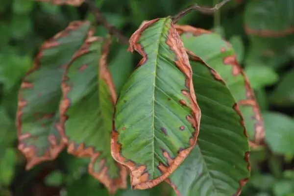 Thuốc trừ bệnh